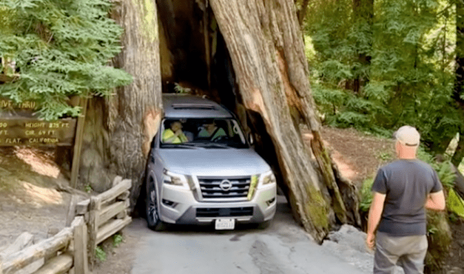Почули тріск: водій намагався проїхати через історичне дерево, але застряг (відео)