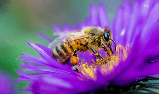Бджоли, міни та треш. Як МЗС зробив із величезної проблеми гламурну акцію