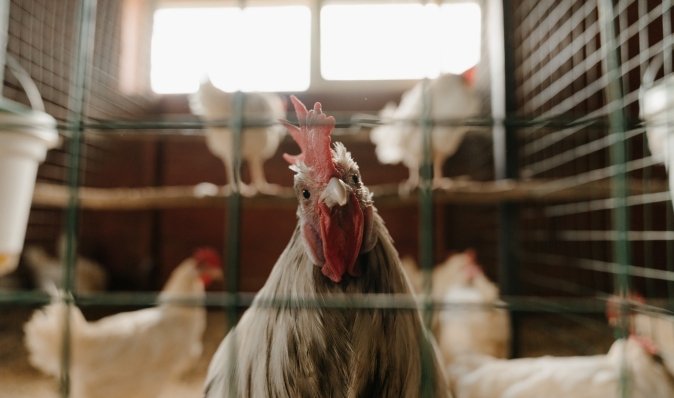 Заборону знято: Україна дозволила ввезення польської курятини та яєць