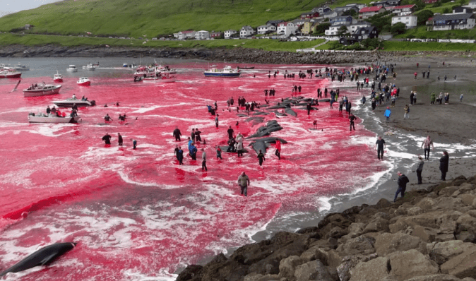 Вода стала червоного кольору: 78 китів загинули на очах у пасажирів круїзного лайнера