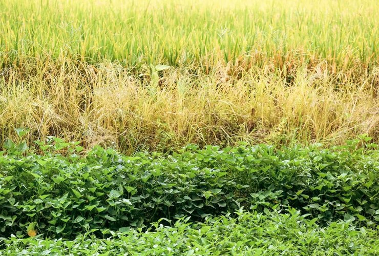 сельскохозяйственные культуры Гайана