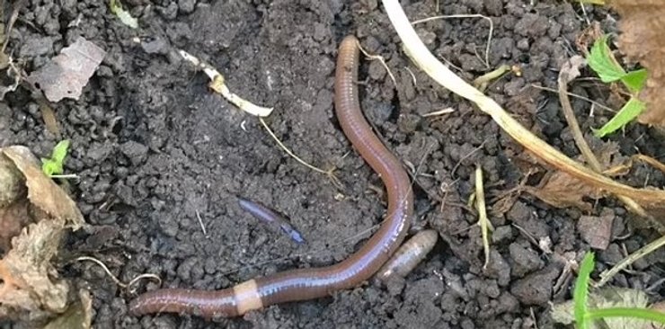 земля дощовий черв'як