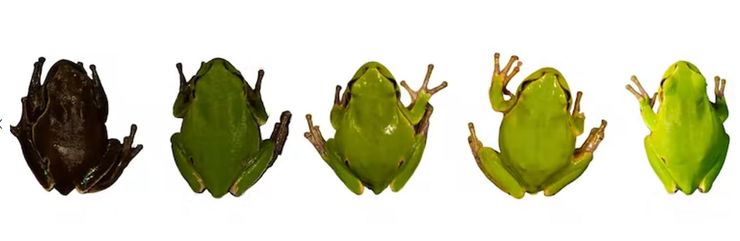 жаби, жаби у чорнобилі