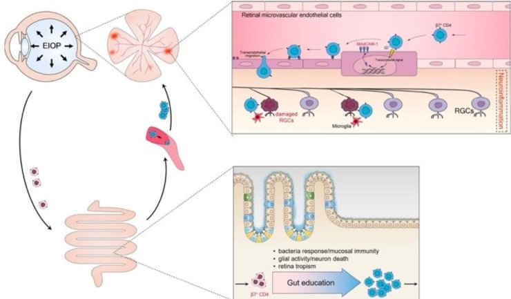 графика клетки кишечник сетчатка