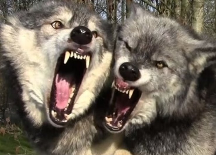 волки мимика