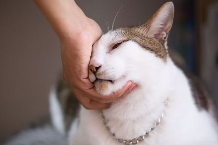 Це найвищий ступінь прояву довіри.