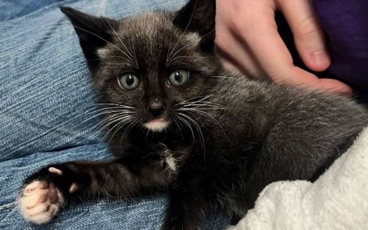 Чому коти міняють колір шерсті, розлад у котів, хвороби, аномалії