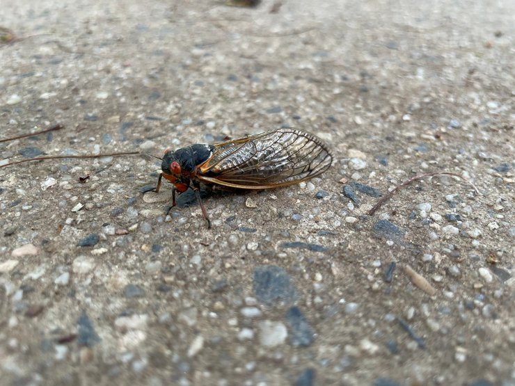 Периодическая цикада