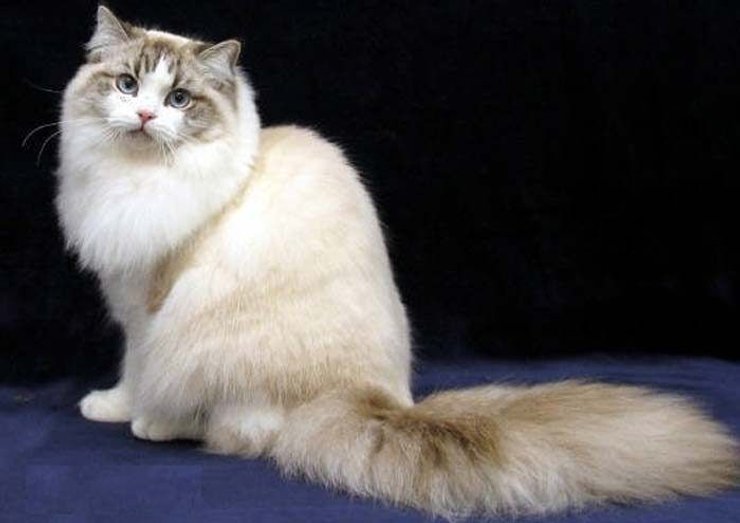 Рагамаффин, порода, кошки