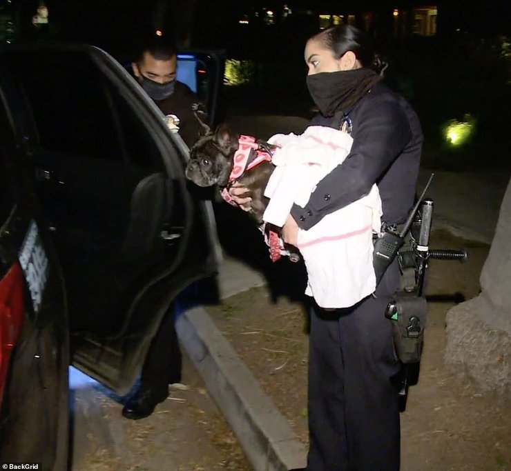 леди гага, бульдоги, собаки, питомцы, мисс азия