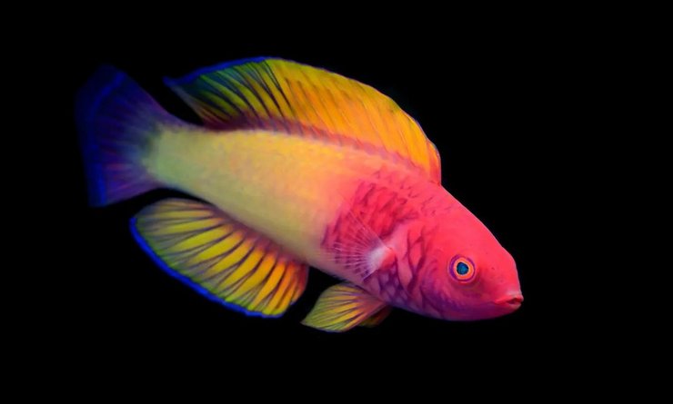 рыба, губан, Cirrhilabrus finifenmaa