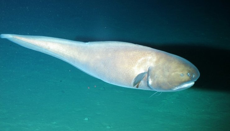 морской угорь, желоб Кермадек