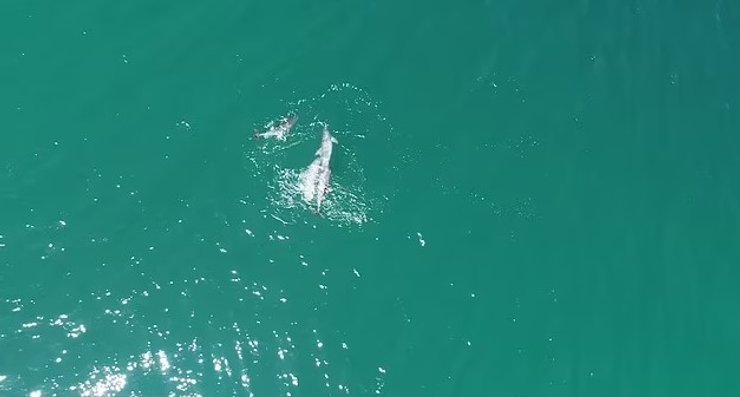 дельфіни афаліни океан