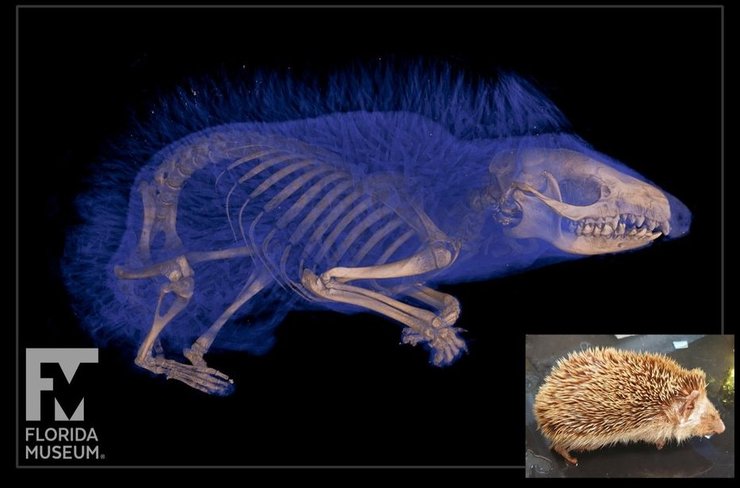 белобрюхий еж сканирование