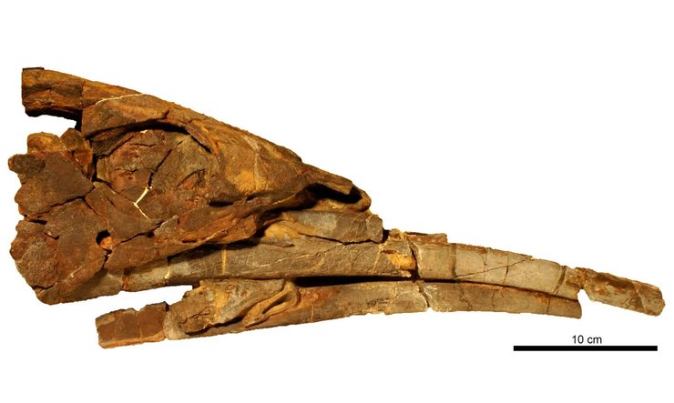 рыба челюсть окаменелость