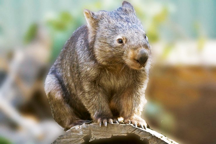 вомбат, исчезающие виды, животные Австралии