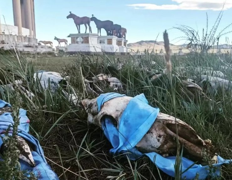 лошади одомашнивание