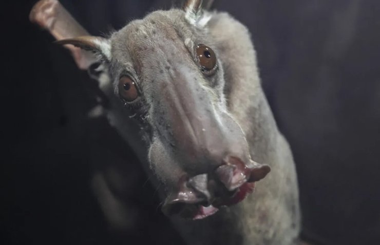 фруктовий кажан