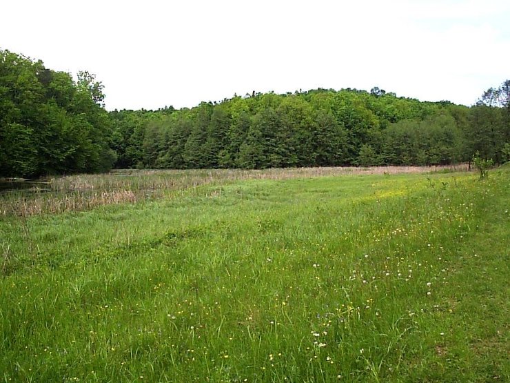 громовище лужайка