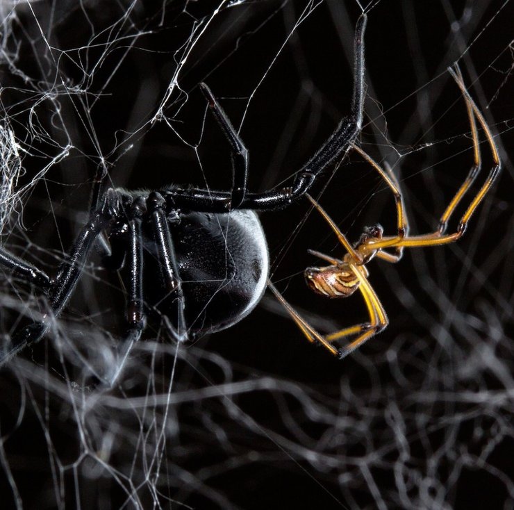 черная вдова