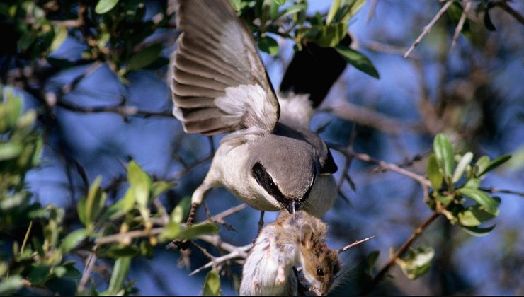 американський жулан птах