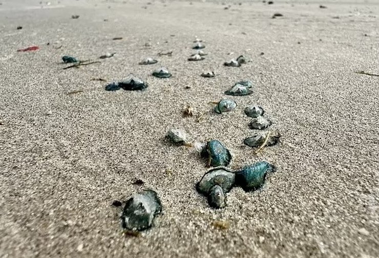 пляж песок голубой дракон