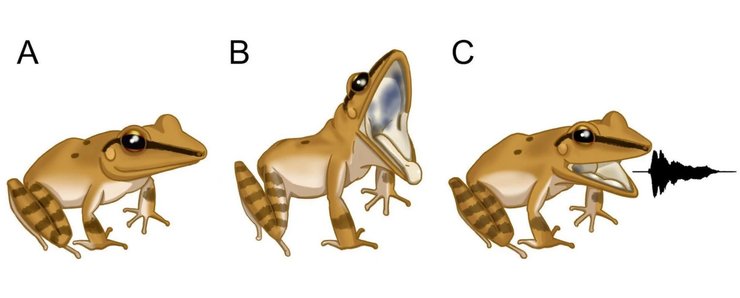 листовая лягушка крик