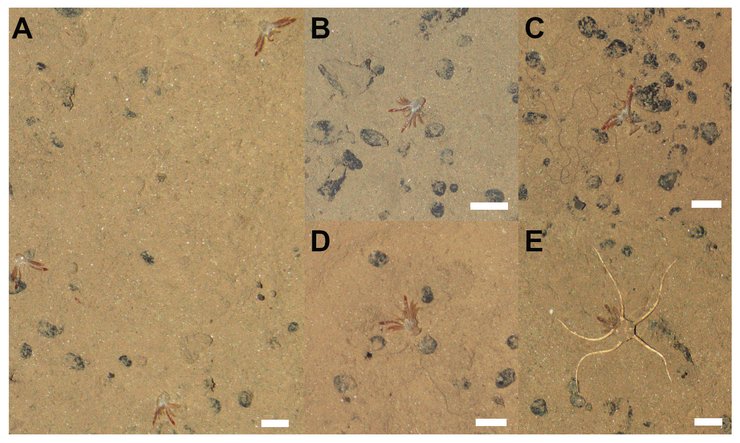 краби цвинтар