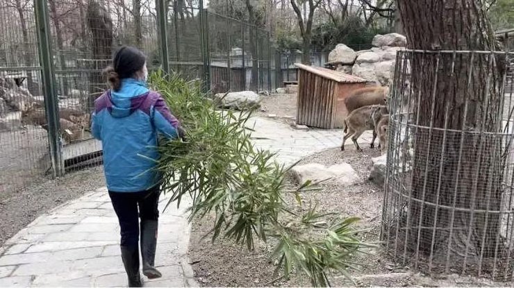 Кормление питомцев