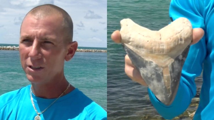 Зуб акулы, дайрев, дайвер нашел зуб акулы, мегалодон, зуб мегалодона, окаменелость, зуб,