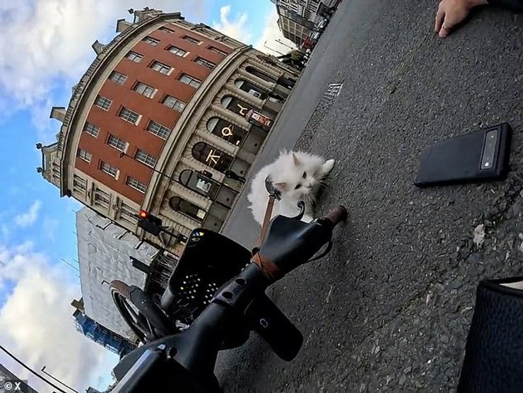 Кошка Сиги попала в аварию