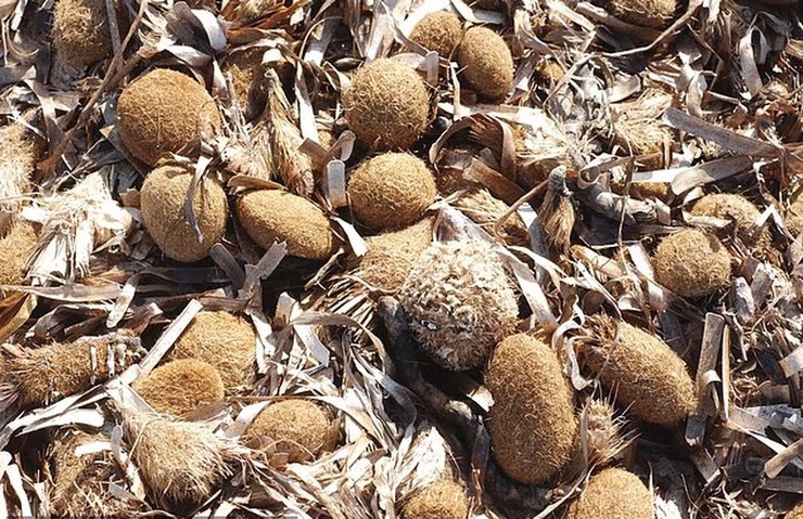 кулі нептуна на пляжі