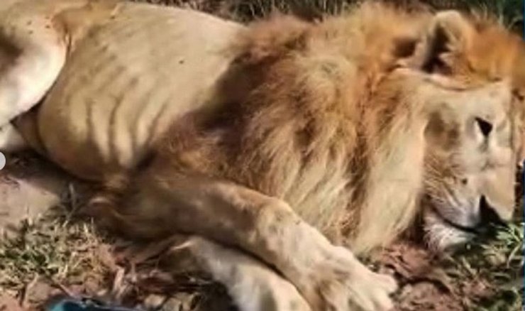 Колумбия, зоозащитники, лев