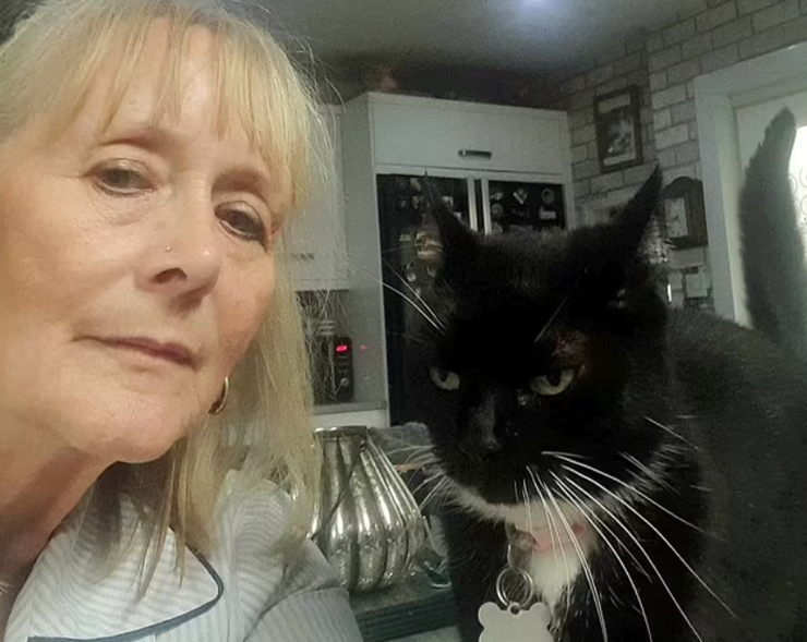 Кішка краде речі з чужих будинків, щоб порадувати власницю, курйози з тваринами, приколи, дивні випадки