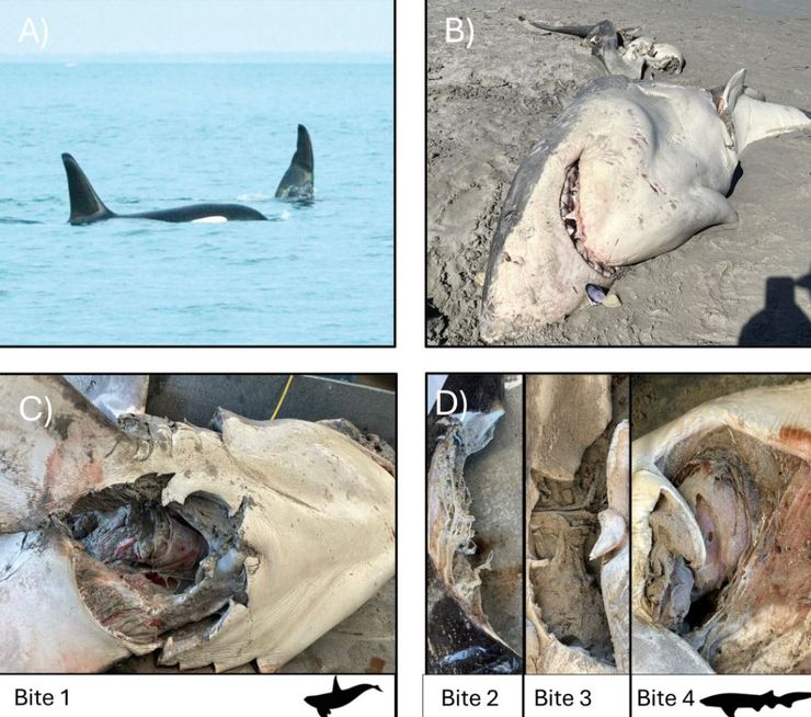 Туша большой белой акулы напугала ученых, кто убил смертоносную хищницу, исследование, вывод ученых