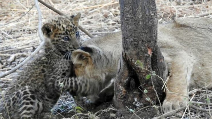 львица, леопард