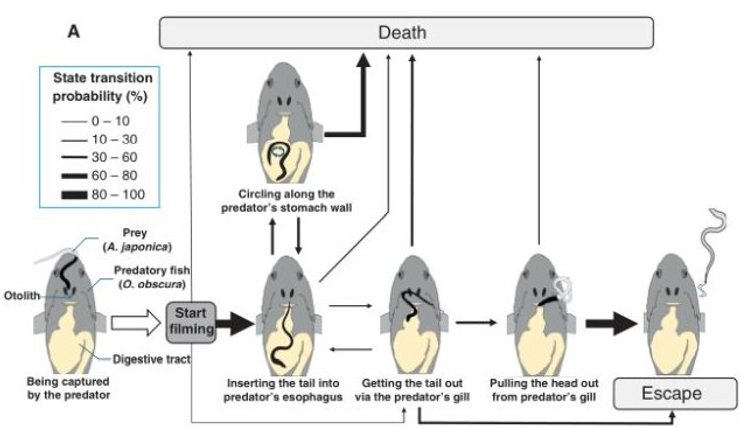 угорь выживание хищник