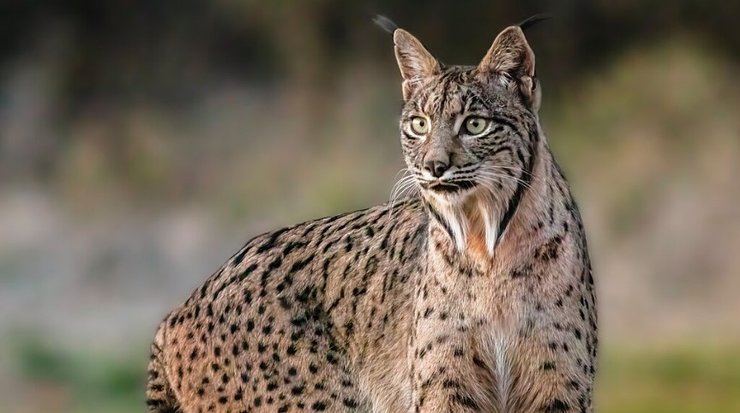 иберийская рысь