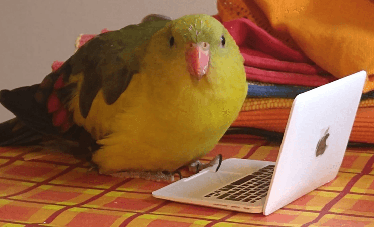 Попугай сбежал с дома, красочная птица, яркий окрас, птица, попугай, большой попугай, бурные выходные попугая, попугай ест чипсы