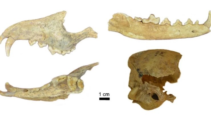 лиса череп останки