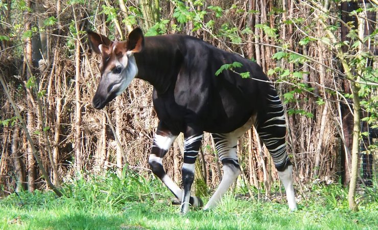 окапі, дивовижні тварини, незвичайні тварини, рідкісні тварини