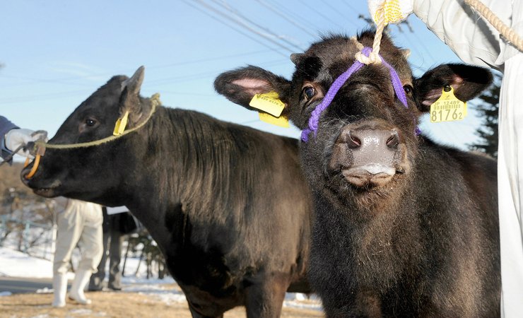 клонирование животных, клоны