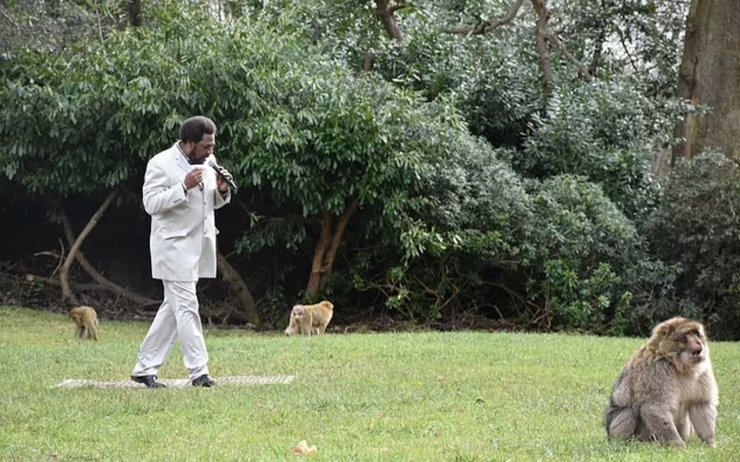 Зоопарк, английский зоопарк, серенады обезьянам, пение макаккам в брачный сезон, Англия, исчезающие виды, берберийские макаки