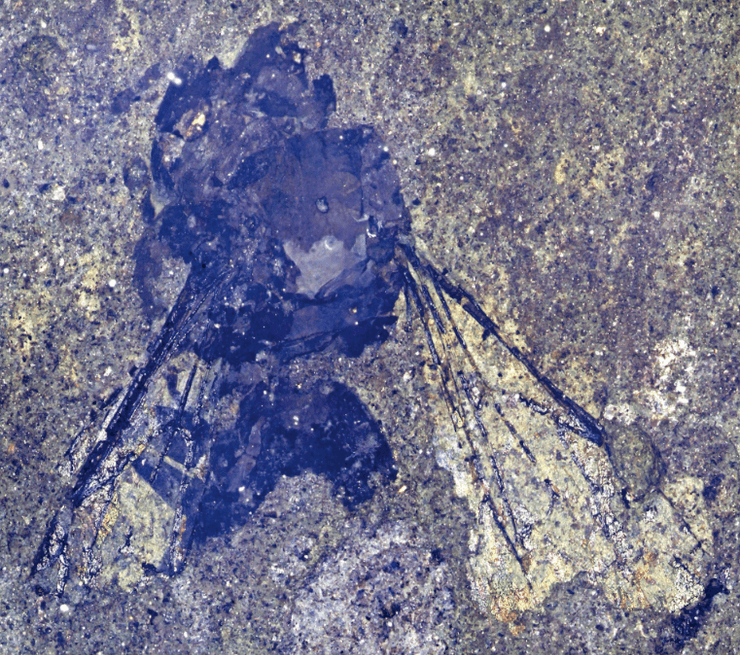 Leioproctus, Нова Зеландія, бджола, скам’янілість, відкриття, знахідка, еволюція, походження, новий вид