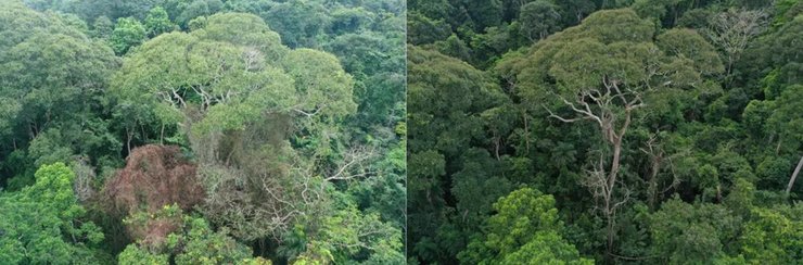 диптерикс, дерево, молния