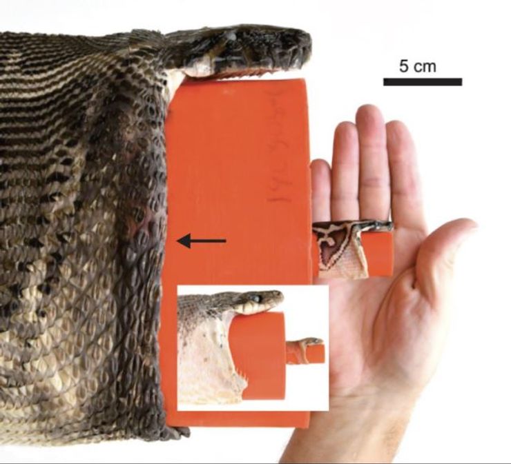 пітон, змії