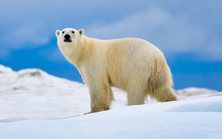 фото, белый медведь