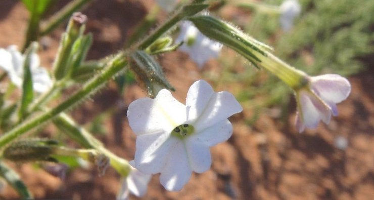 Дикий табак, Австралия