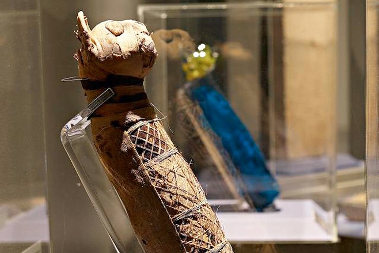 Мумия кота с тремя хвостами, египет, фото