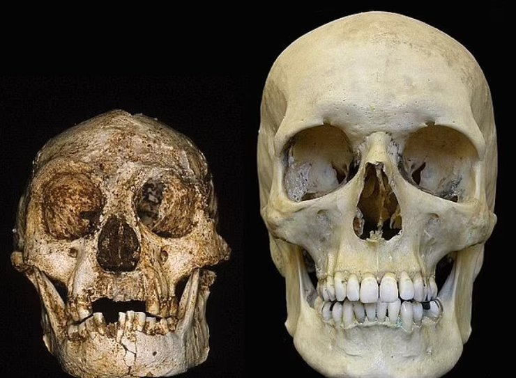 Homo floresiensis, череп